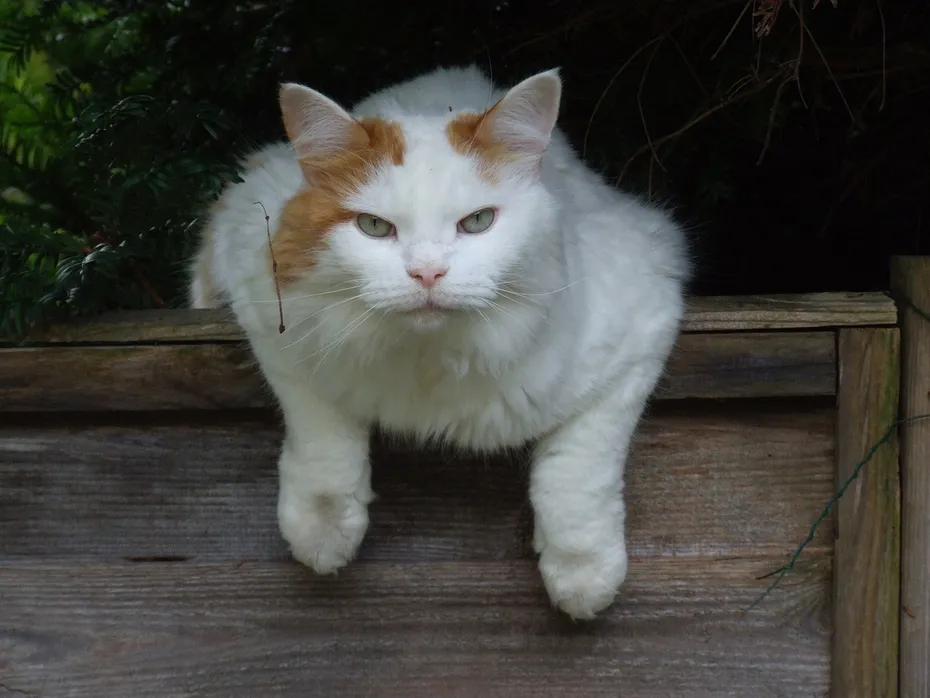 a turkish van cat over the fence