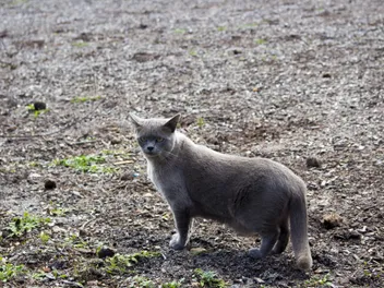 Blue Burmese Cat: Info, Pictures, Facts & History