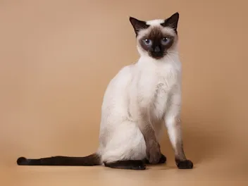 The History of Siamese Cats - Taking a Look at Their Past