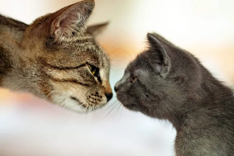 mother-cat-nose-to-nose-with-kitten