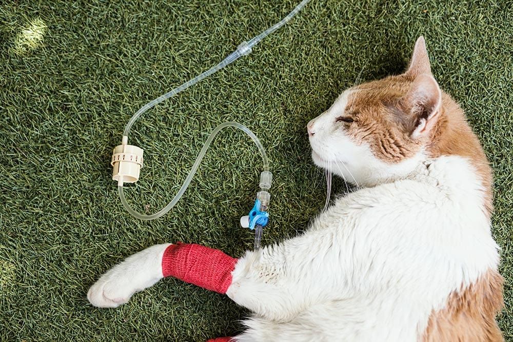 cat with kidney failure