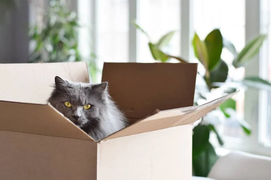 Cat inside the Cardbox
