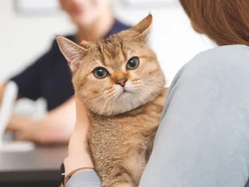7 FIV in Cats Vet-Approved Facts You Might Not Know About