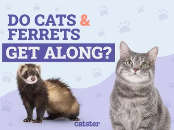 Will Cats Get Along With Ferrets? How They Can Coexist