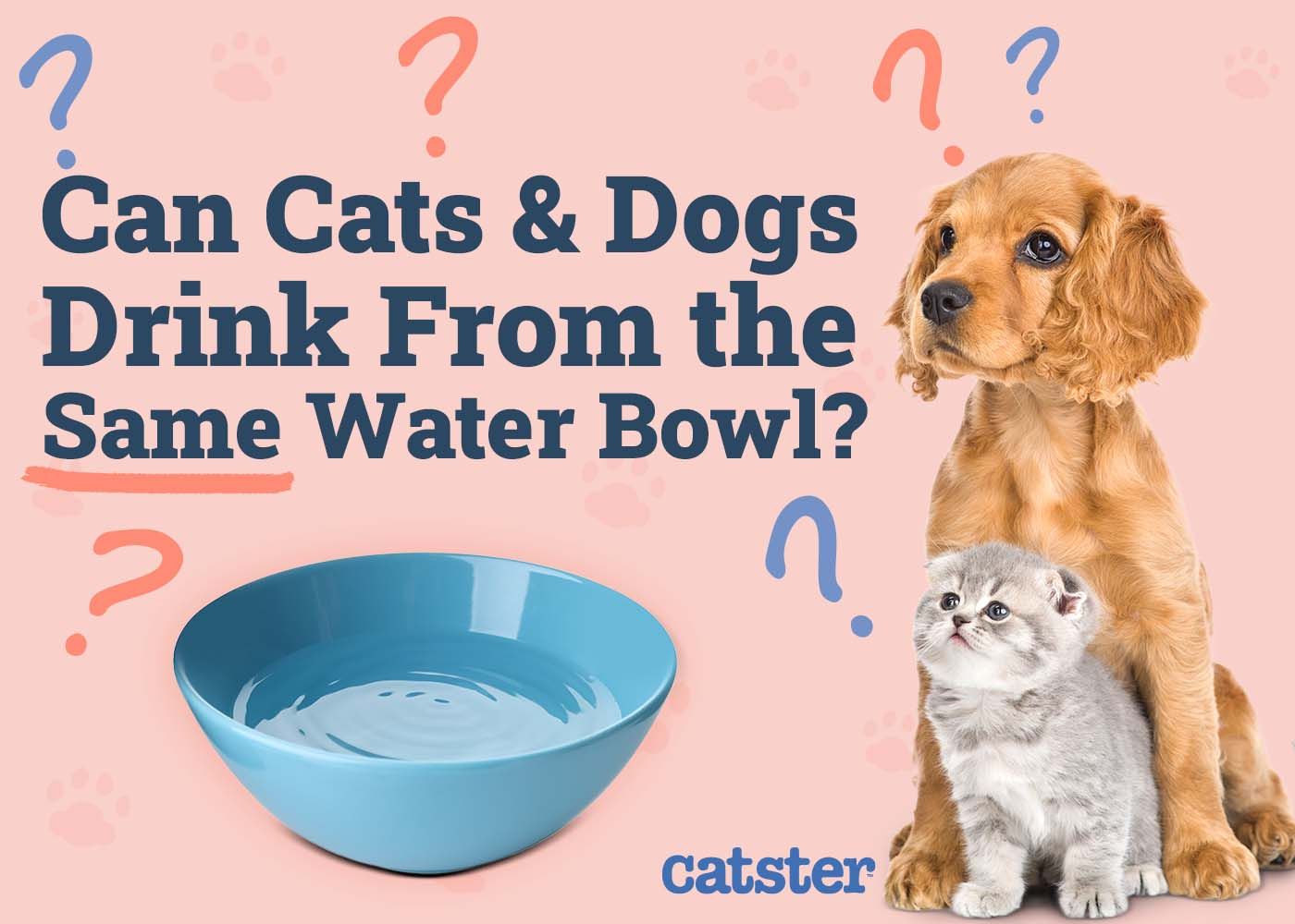 Can Cats And Dogs Drink From the Same Water Bowl