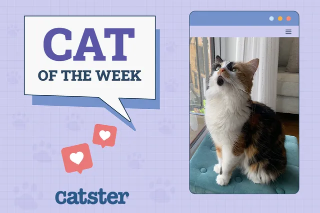 Catster Photo Contest: Cats of the Week Winners (January 29, 2026)