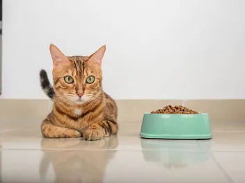 Do Cats Eat Less in Summer? Vet-Approved Seasonal Feeding Guide