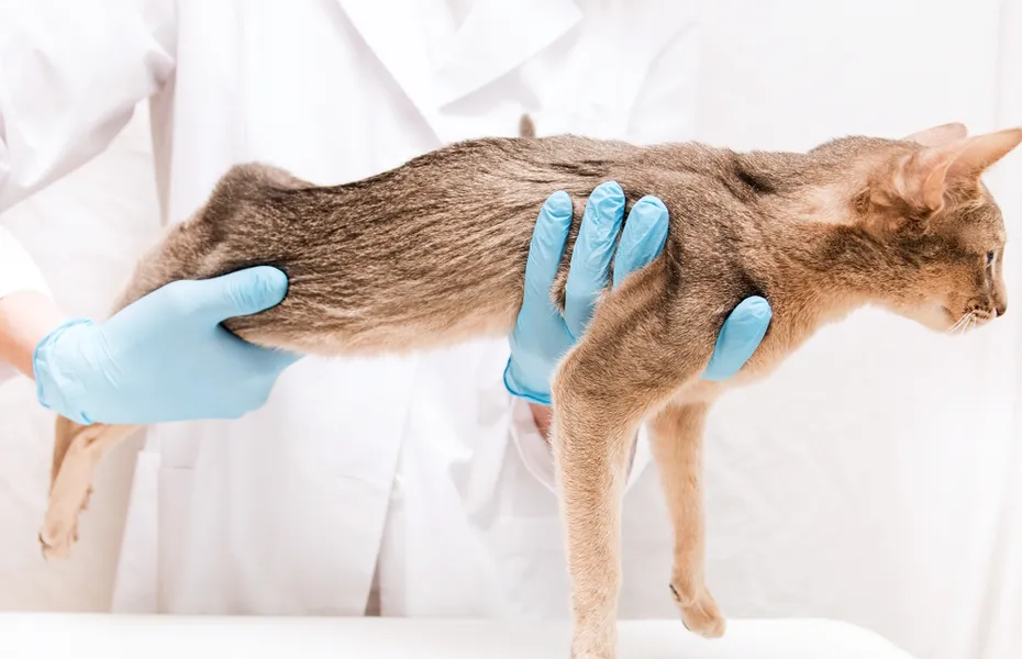 abyssinian-cat-hold-by-vet