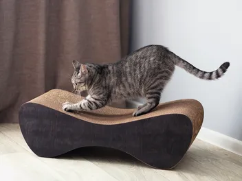Does a Cat Scratcher Sharpen or Dull Nails? Vet Approved Tips & FAQ