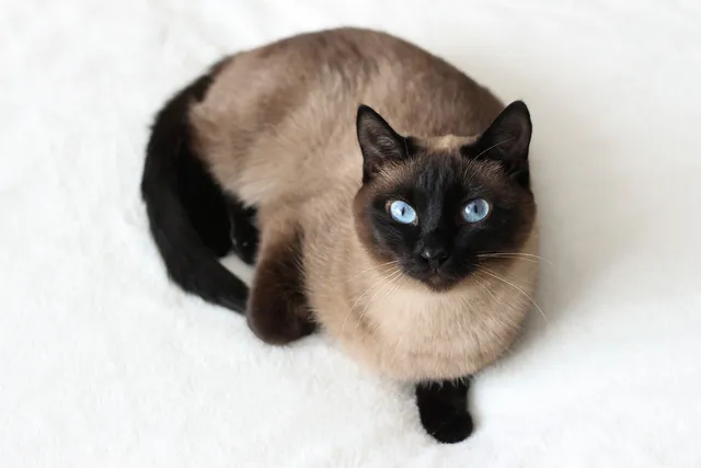 How Do You Determine a Cat’s Sex? A Vet-Approved Guide