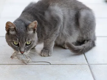 How to Stop a Cat From Bringing Dead Mice Home: 5 Vet-Approved Methods