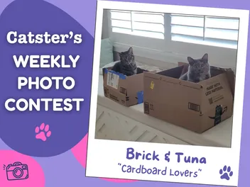 Catster’s Weekly Photo Contest Winners: Cardboard Lovers (June 22, 2026)