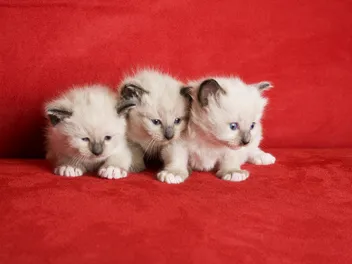 When Do Kittens Open Their Eyes? Vet-Reviewed Facts & FAQ