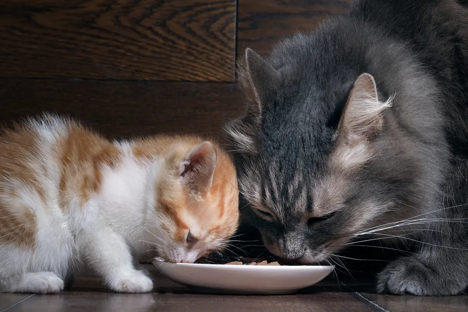 cat and kitten eating in one plate