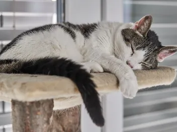 Can Cats Have Nightmares or Bad Dreams? Vet-Reviewed Info