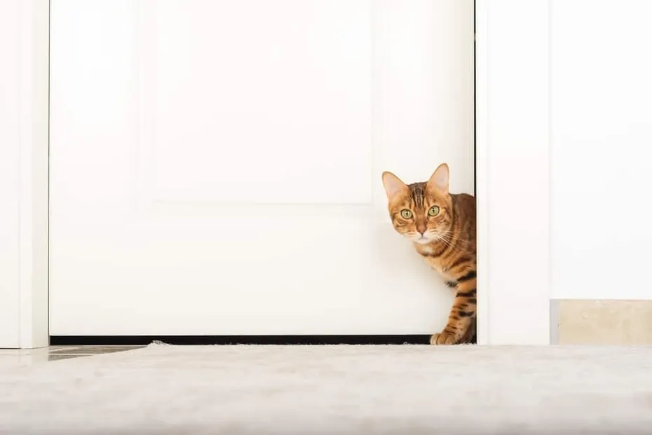 cat walking through the door