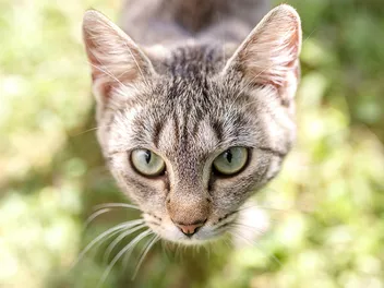 Cat Brain Anatomy: Vet-Verified Facts & Common Disorders
