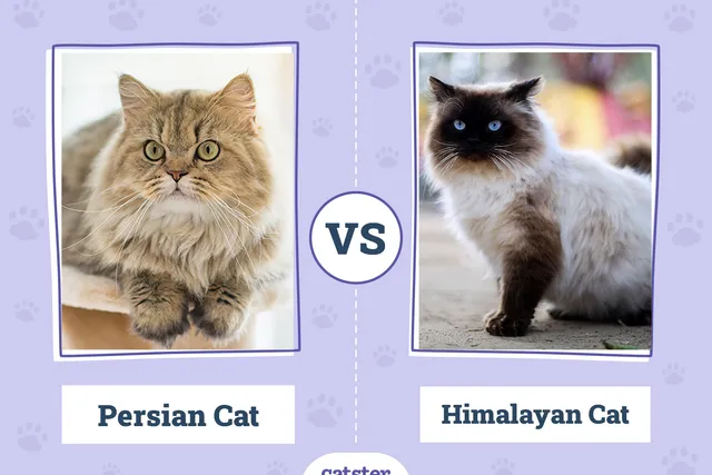 Persian vs Himalayan Cat: What’s the Difference? (With Pictures)