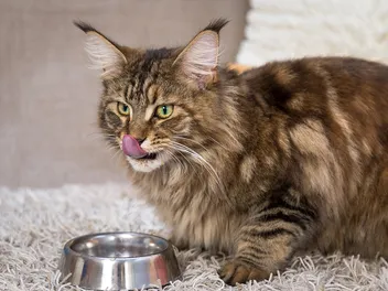 9 Best Cat Foods for Maine Coon in 2026: Reviews & Top Picks