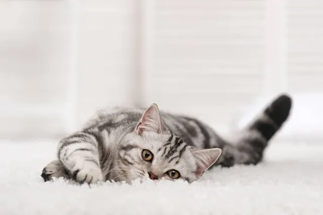 What Is the Best Type of Carpet for Cats That Scratch? (Facts, & FAQ)