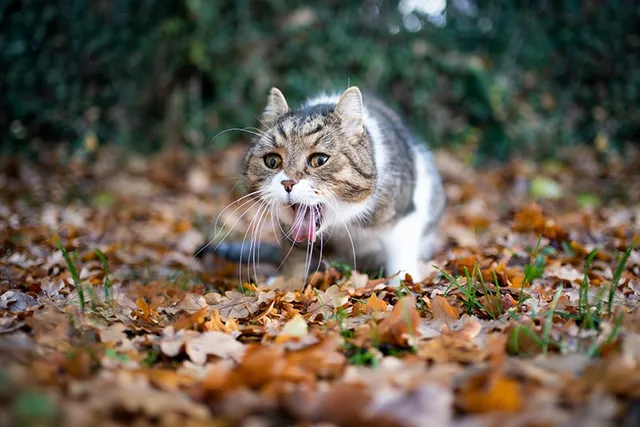 Why Is My Cat Gagging? 7 Vet-Reviewed Reasons