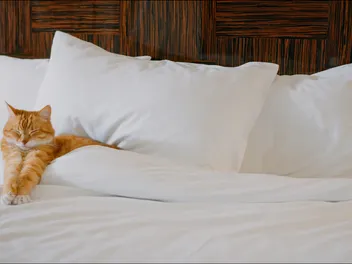 10 Pet-Friendly Hotels in Big Bear Lake, CA (2026 Update)