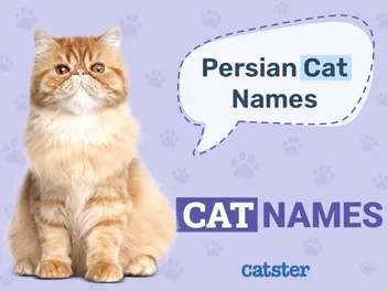 100+ Persian Cat Names: Ideas for Adorable, Posh & Regal Cats