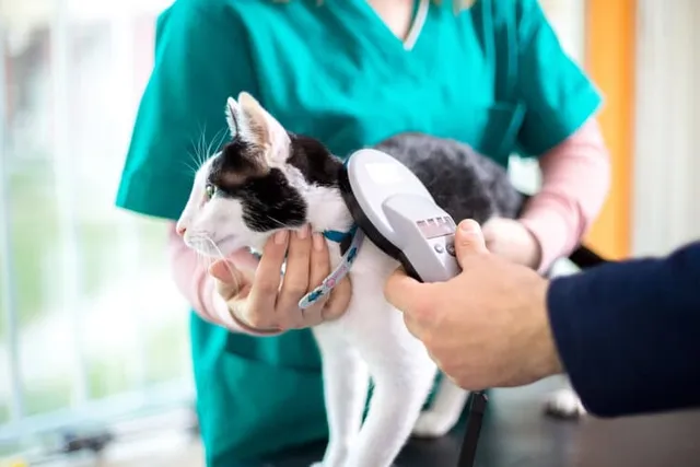 How to Tell if a Cat Is Microchipped: 4 Vet Approved Signs to Look For
