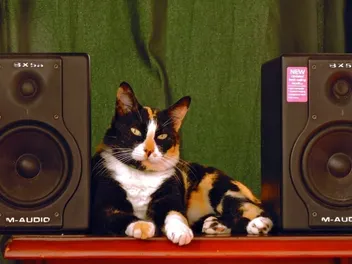 What Kind of Music Do Cats Like? What Science Says (Vet-Verified)