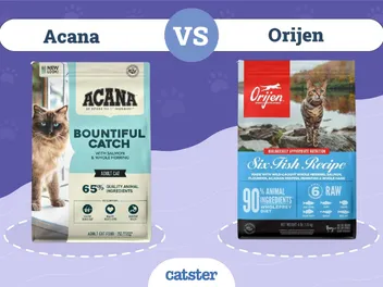 Acana vs. Orijen Cat Food: Our 2026 In-Depth Comparison