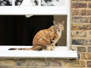 Why Do Cats Chirp? 3 Vet-Reviewed Reasons for This Behavior