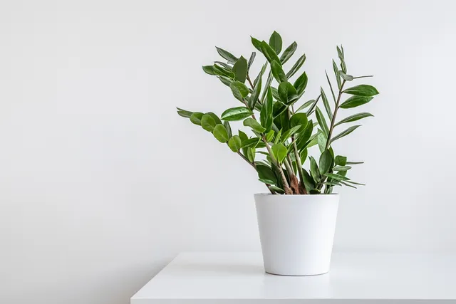 7 Vet-Verified Ways to Keep Cats Out of House Plants