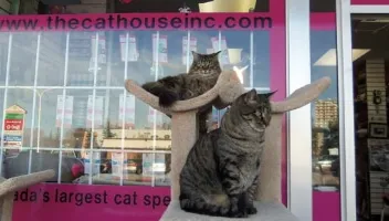 Cat House: Canada's Largest Feline Product Retailer Rises From the Ashes