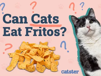 Can Cats Eat Fritos? Vet-Approved Alternatives & Risks