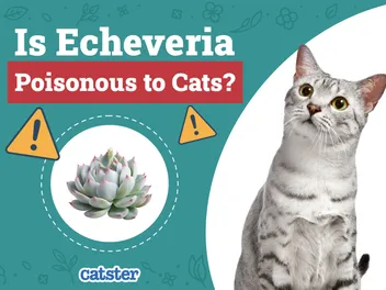 Is Echeveria Poisonous to Cats? Vet Approved Facts & Safety Tips