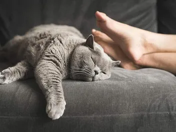 How Do Cats Perceive Time? Vet-Reviewed Science & Info