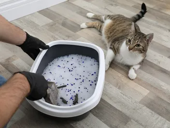 How Often Should I Change Cat Litter? 5 Things to Consider (Vet-Reviewed)
