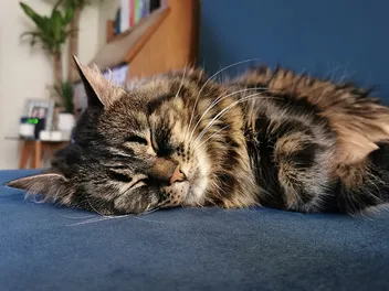 Can Cats Get Sleep Disorders? Our Vet Answers
