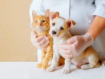 Can a Cat Hear Better Than a Dog? Vet Approved Differences & Comparison