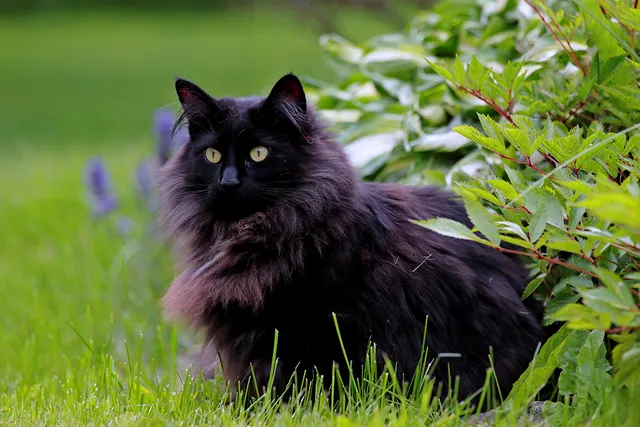 14 Gorgeous Black Cat Breeds (With Info & Pictures)