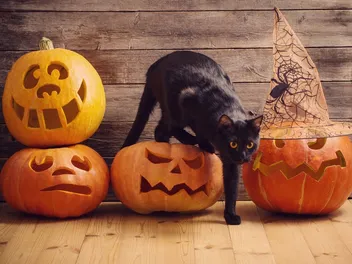 11 DIY Cat Halloween Decorations You Can Make Today (With Pictures)