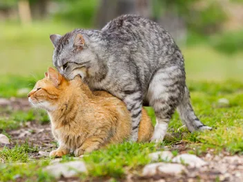 How Far Can a Male Cat Smell a Female Cat in Heat? Vet-Approved Facts & FAQs