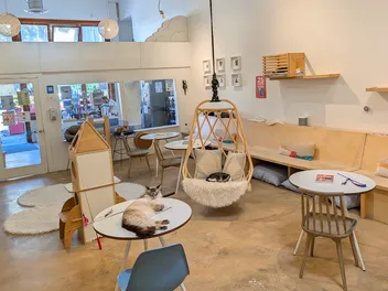 KitTea Cat Café: Inside the Cozy Cat Rescue Changing Lives in San Francisco