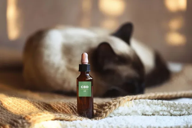 CBD Oil for Cats: What It Is, What It Isn’t & How It Works (Vet Answer)