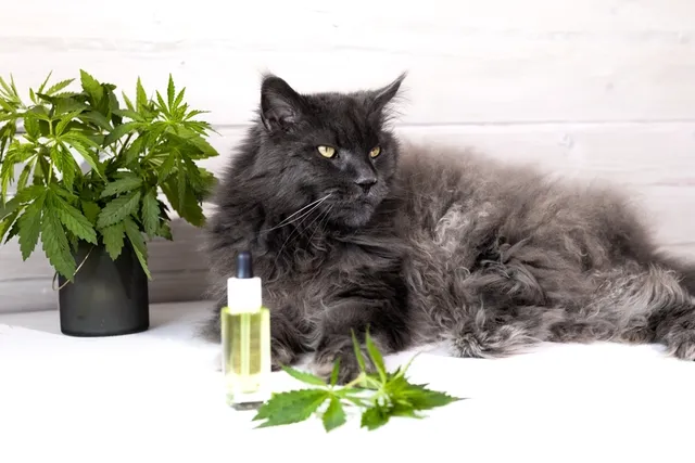 What Is the Difference Between Cat & Human CBD Oil? Vet-Verified Facts & Safety Guide