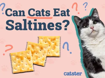 Can Cats Eat Saltines? Vet-Approved Nutritional Value & Alternatives