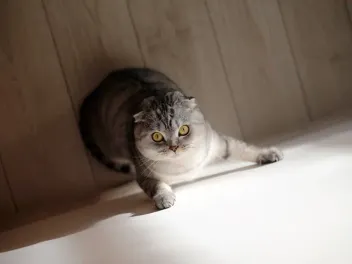 Why Is My Cat Scratching the Walls? 6 Likely Reasons