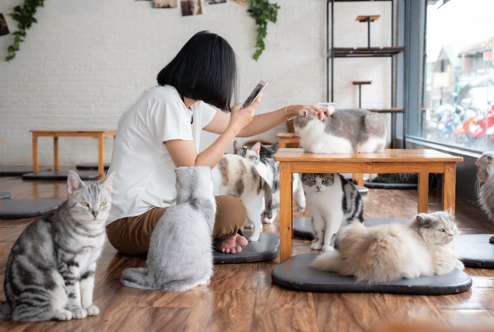 multiple cats in cat cafe