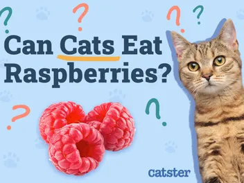 Can Cats Eat Raspberries? Vet Reviewed Nutritional Facts & Safety Guide