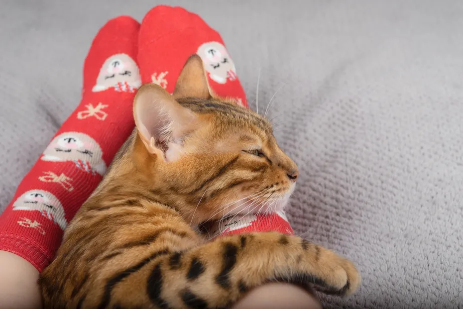 Bengal cat hugging their owners feet to sleep